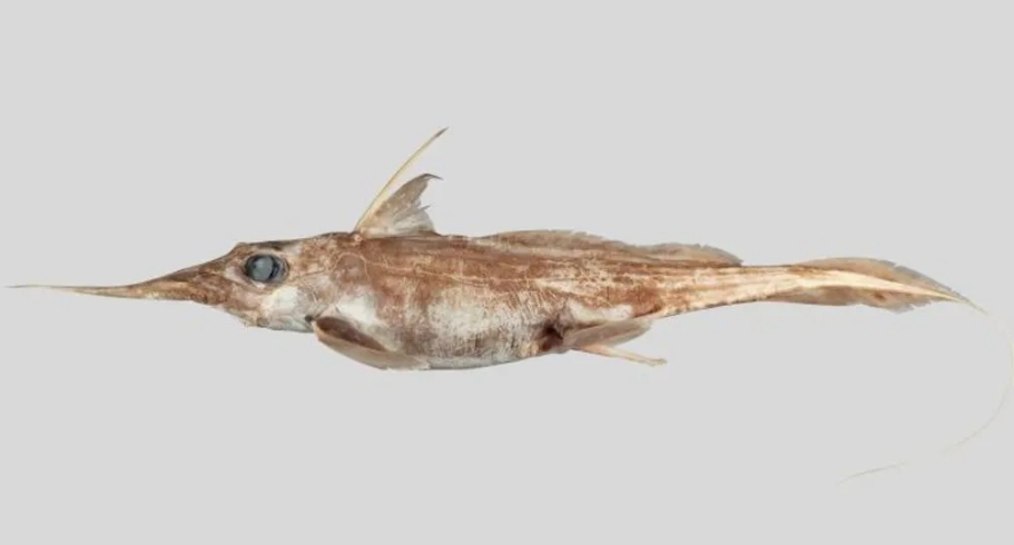 뉴질랜드에서 발견된 신종 유령상어 ‘Australasian narrow-nosed spookfish’, 학명은 ‘하리오타 아비아’(Harriotta avia)다.