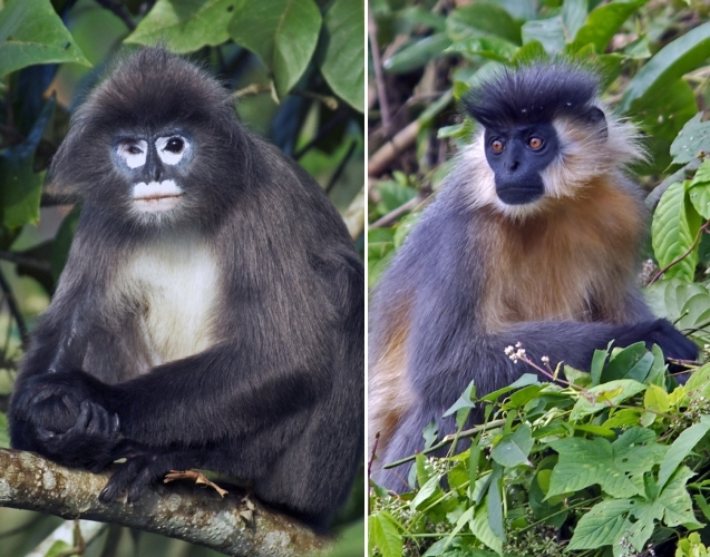 왼쪽부터 방글라데시에 서식하는 멸종위기종인 페이어 랑구르(Trachypithecus phayre), 도가머리 랑구르(Trachypithecus pileatus) 자료사진