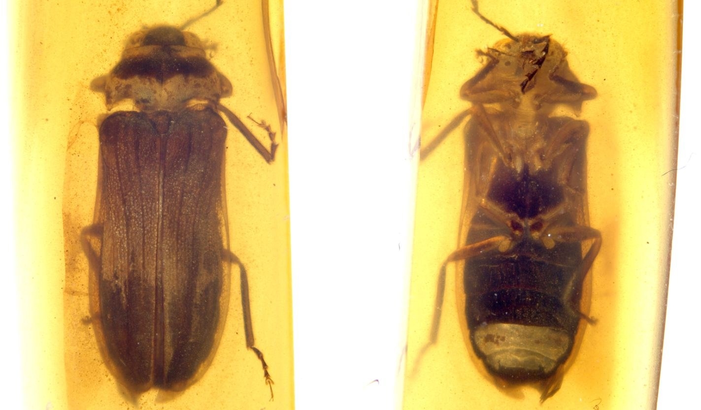 호박 속에서 발견된 고대 반딧불이 ‘플라마리오넬라 헤하이쿠니’(Flammarionella hehaikuni). 사진=Cai et al., Proc R Soc Lond B Biol Sci, 2024