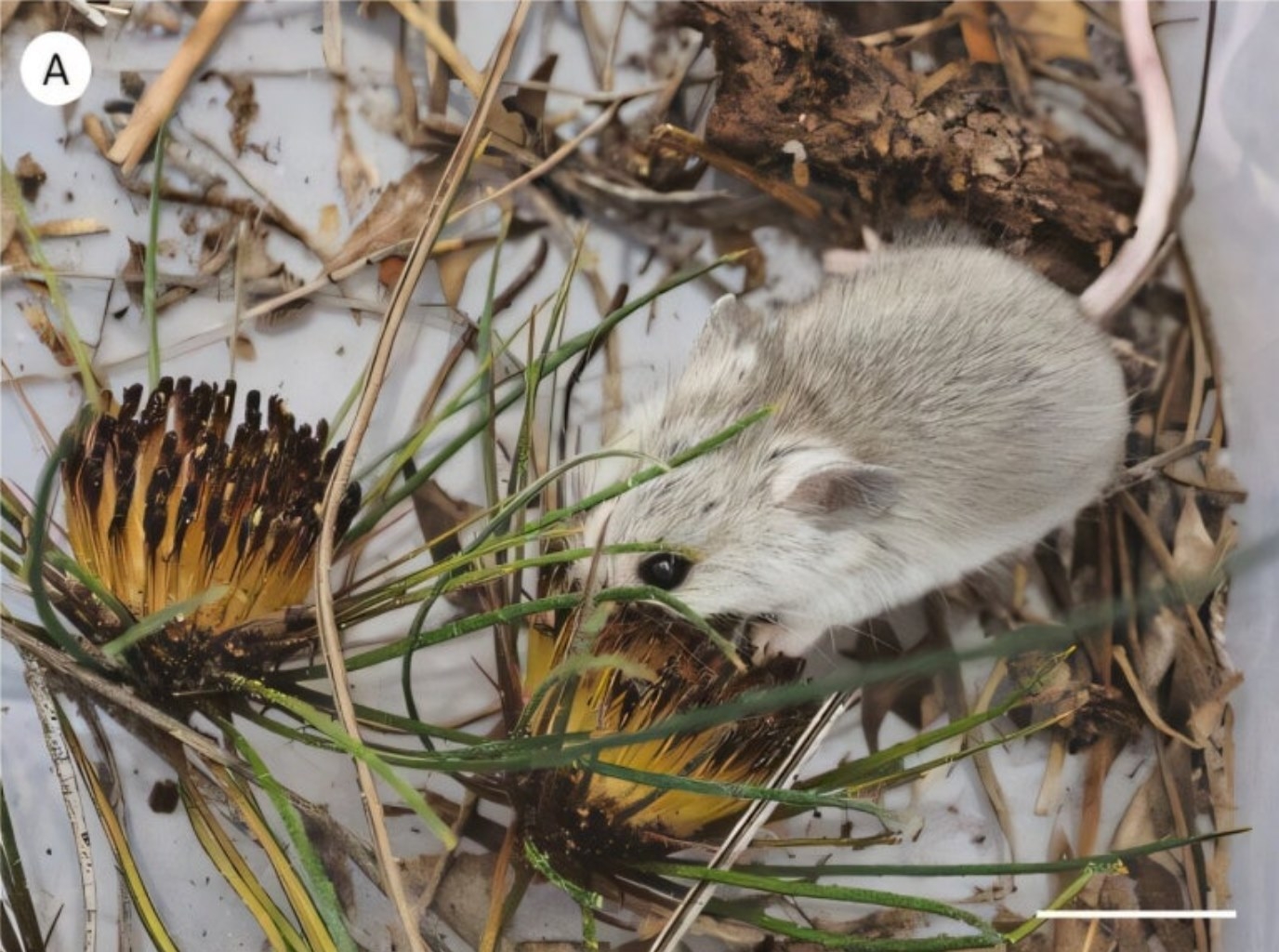 뱅크시아 꽃에서 꿀을 먹는 잿빛 쥐. 사진=Botanical Journal of the Linnean Society (2024). DOI: 10.1093/botlinnean/boae061