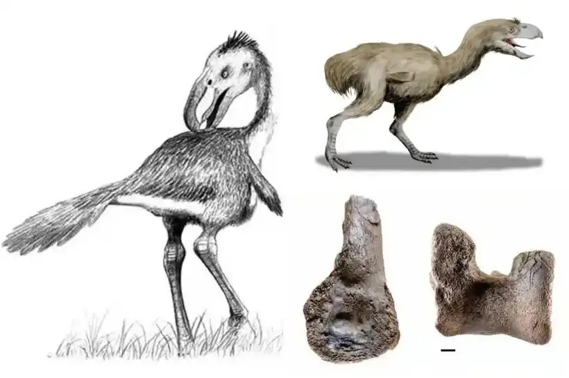 가장 큰 ‘공포의 새’ 화석 발견