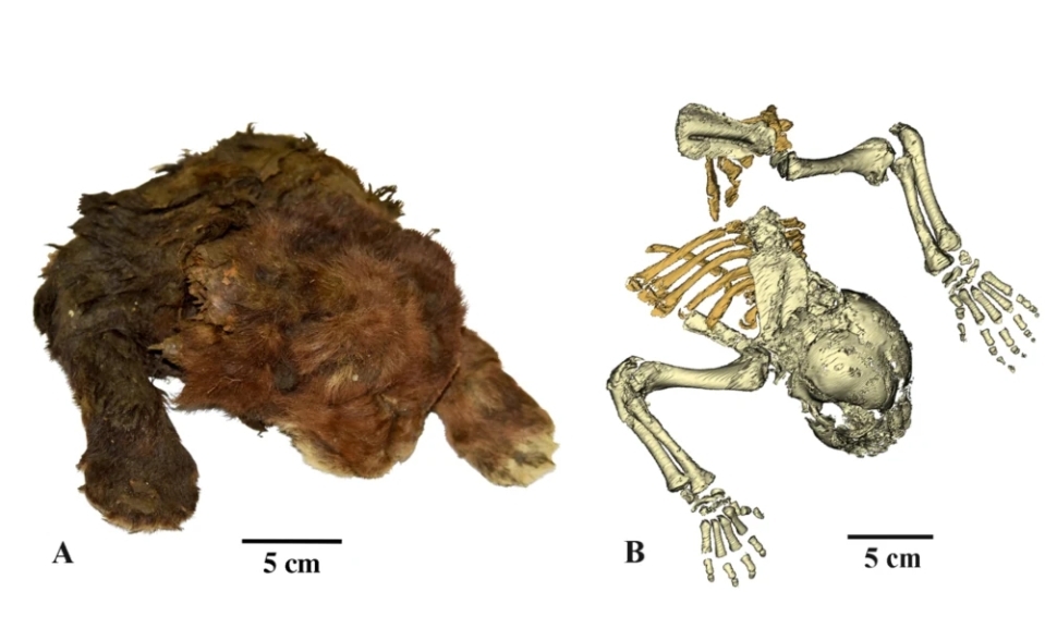 3만5000년 전 지구상에 서식했던 새끼 검치호랑이의 ‘냉동 미라’가 공개됐다. 2022년 러시아 야쿠티아에서 발견됐으며, 러시아 과학 아카데미(RAS)가 연구했다.
