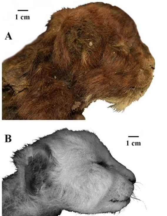3만5000년 전 지구상에 서식했던 새끼 검치호랑이의 ‘냉동 미라’(위)가 공개됐다. 2022년 러시아 야쿠티아에서 발견됐으며, 러시아 과학 아카데미(RAS)가 연구했다. 사진은 현존하는 생후 3주 새끼 사자(아래)의 모습과 비교한 것.