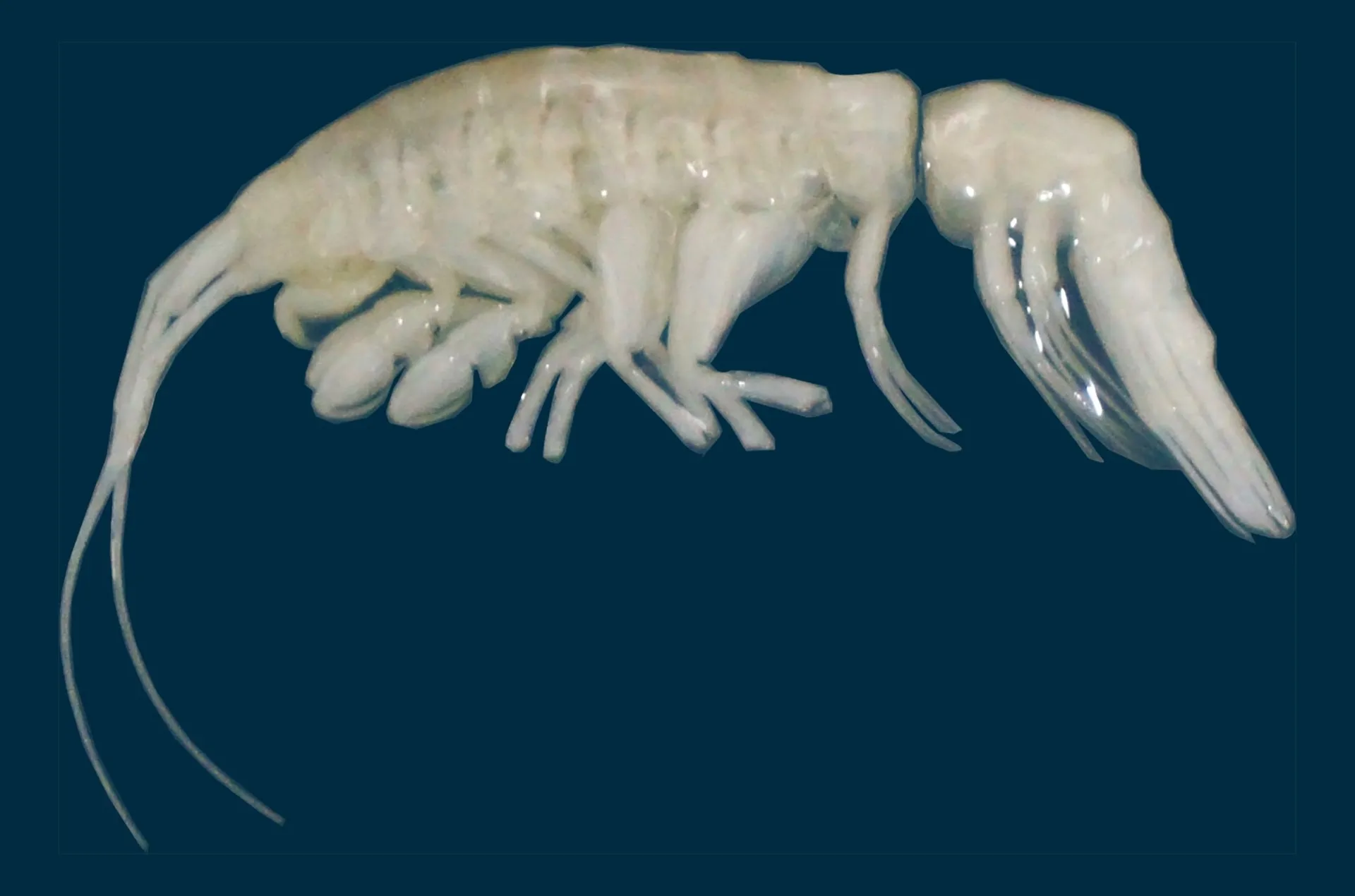 신종 대형 포식성 갑각류인 ‘둘시벨라 카만차카’(Dulcibella camanchaca). JohannaWeston, ©WoodsHole Oceanographic Institution