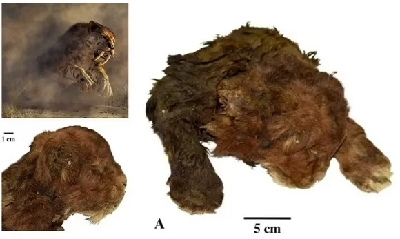 3만5000년 전 지구상에 서식했던 새끼 검치호랑이의 ‘냉동 미라’가 지난 11월 공개됐다. 2022년 러시아 야쿠티아에서 발견됐으며, 러시아 과학 아카데미(RAS)가 연구했다.
