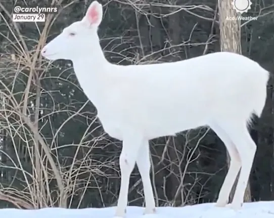 지난달 29일 한 틱톡 사용자가 자신의 계정에 올린 알비노 사슴. 일부 지역에서는 행운의 상징으로 여겨진다. 틱톡 캡처