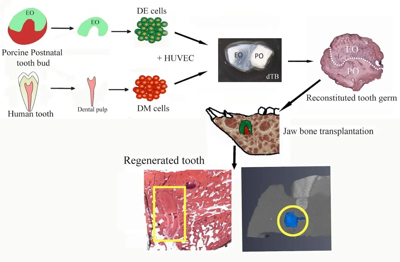 그래픽 초록. 출처 Stem Cells Translational Medicine (2024). DOI: 10.1093/stcltm/szae076 thumbnail - 그래픽 초록. 출처 Stem Cells Translational Medicine (2024). DOI: 10.1093/stcltm/szae076
