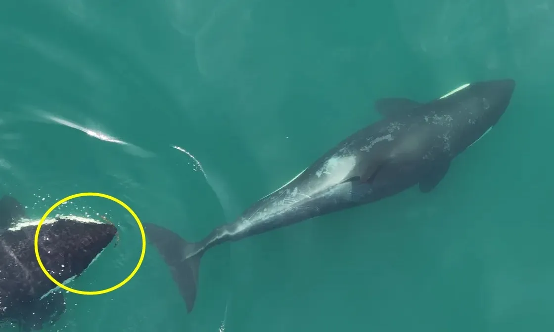 해조류를 입에 물고 ‘알로켈핑’(allokelping) 위해 다가가는 범고래 모습. Center for Whale Research thumbnail - 해조류를 입에 물고 ‘알로켈핑’(allokelping) 위해 다가가는 범고래 모습. Center for Whale Research
