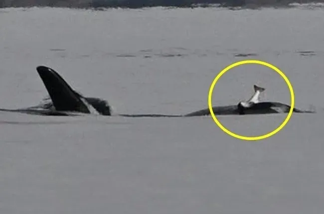 범고래가 죽은 연어를 모자처럼 쓰고 다니는 모습. Pacific Whale Watch Association thumbnail - 범고래가 죽은 연어를 모자처럼 쓰고 다니는 모습. Pacific Whale Watch Association