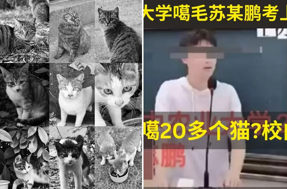 thumbnail - 중국 화중농업대학 캠퍼스에 살던 길고양이들(왼쪽)과 이 동물들을 학대해 살해한 의혹이 있는 남성 수 모 씨. 출처=웨이보·유튜브
