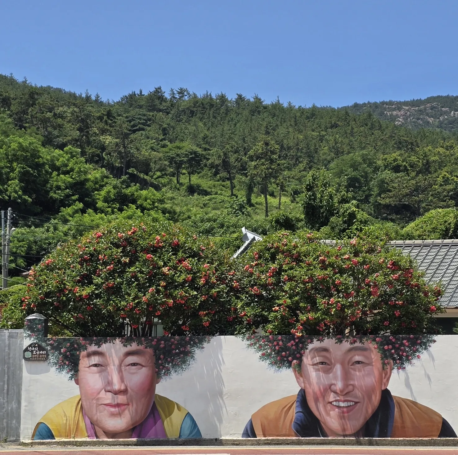 암태도 기동삼거리에 위치한 동백꽃 파마머리 벽화 thumbnail - 암태도 기동삼거리에 위치한 동백꽃 파마머리 벽화