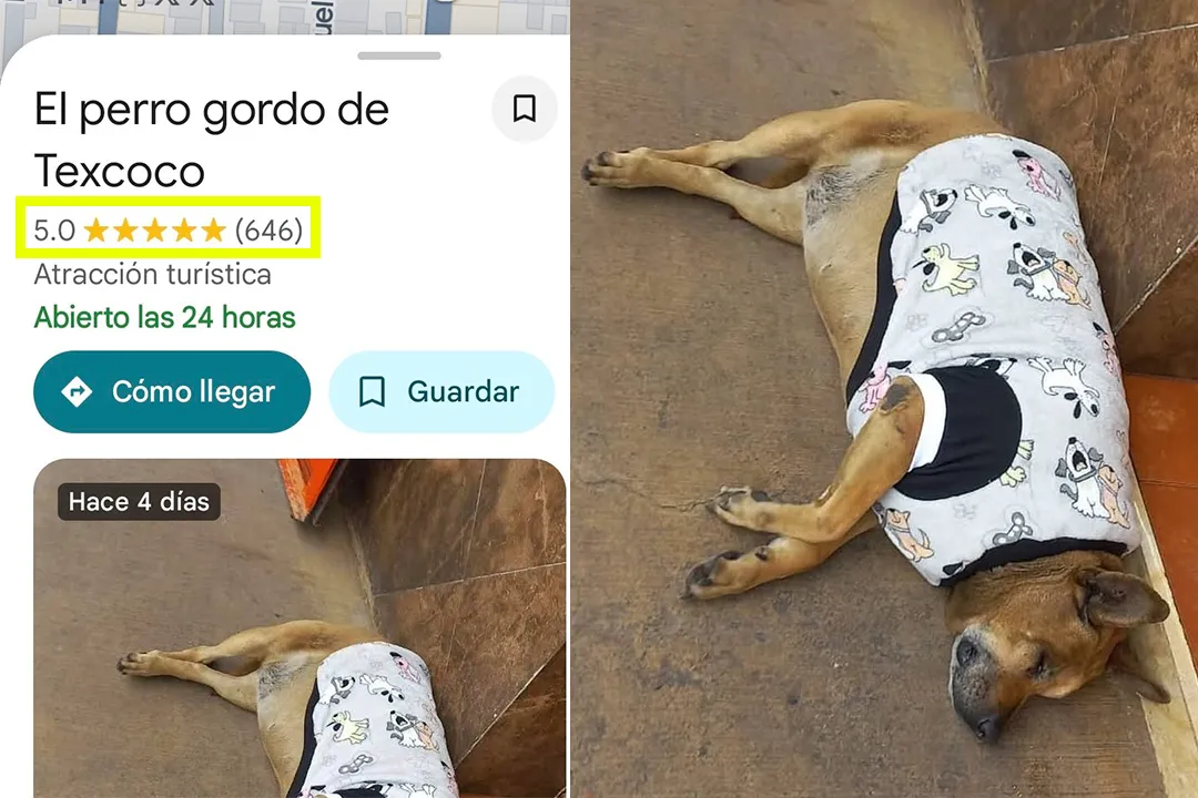 thumbnail - 구글맵 별 5점짜리 ‘관광 명소’로 등극한 ‘페로 고르도’(Perro Gordo, ‘뚱뚱한 개’). 엑스(X) 캡처