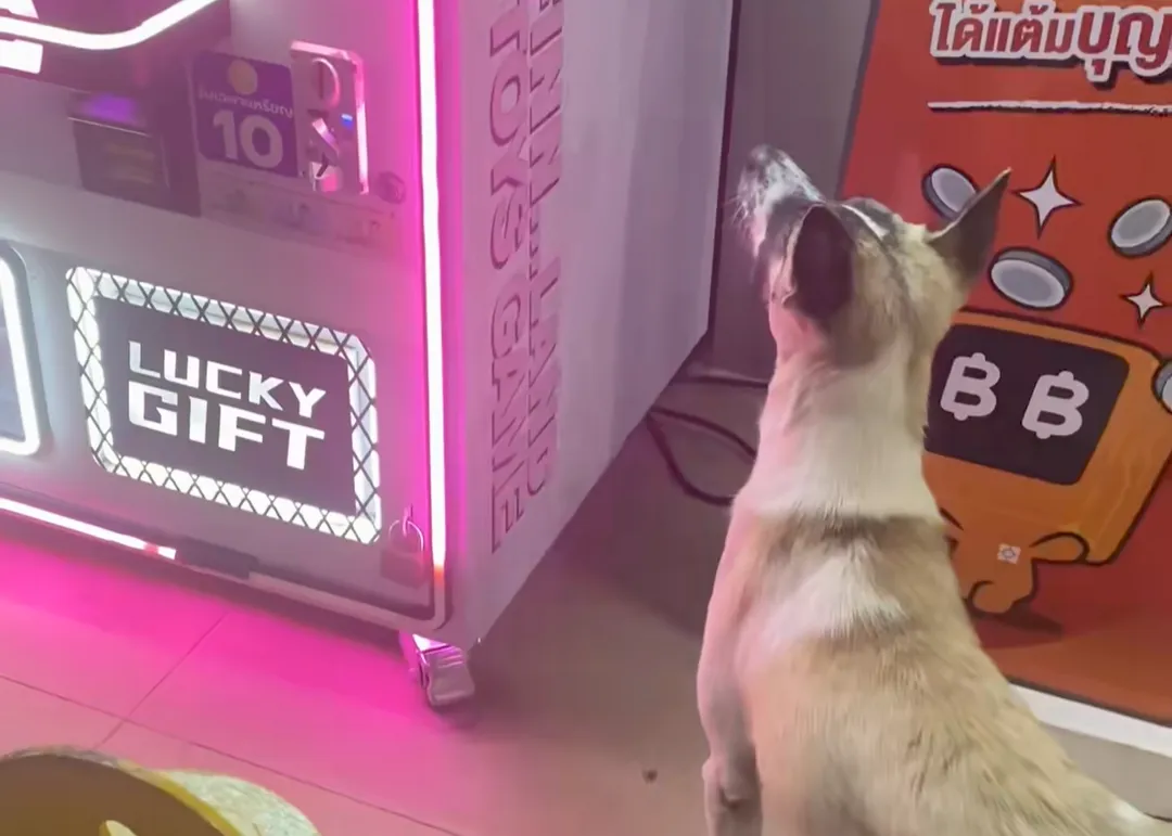 thumbnail - 틱톡 캡처