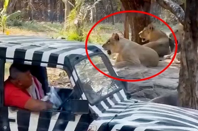 thumbnail - 현지시간으로 10일 태국 방콕 사파리 월드에서 관람객들이 지켜보는 가운데 사육사가 사자의 공격을 받는 사고가 발생했다. 사진은 사육사를 공격한 뒤 쉬고 있는 사자 무리 중 일부