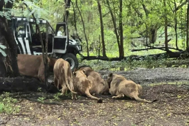 thumbnail - 현지시간으로 10일 태국 방콕 사파리 월드에서 관람객들이 지켜보는 가운데 사육사가 사자의 공격을 받는 사고가 발생했다. 사진은 사육사를 공격하고 있는 사자 무리