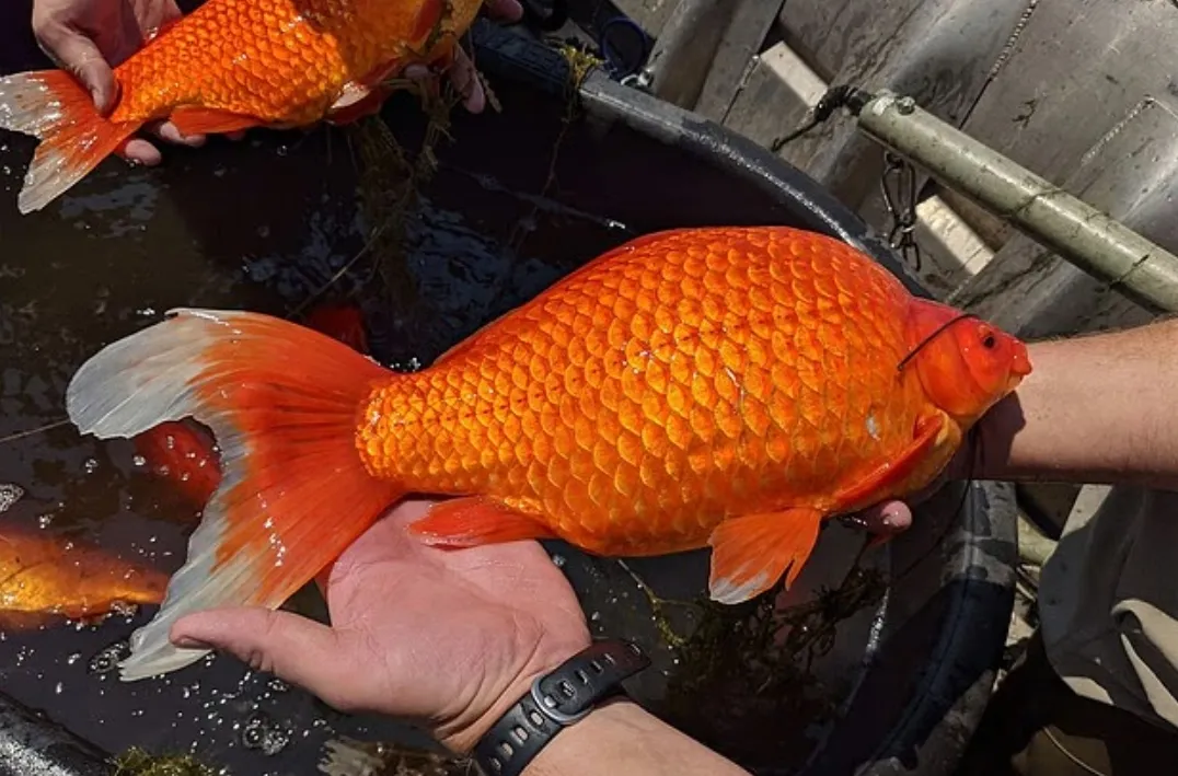 thumbnail - 미국 미네소타주 미니애폴리스의 코넬리아 호수에서 건진 돌연변이 금붕어