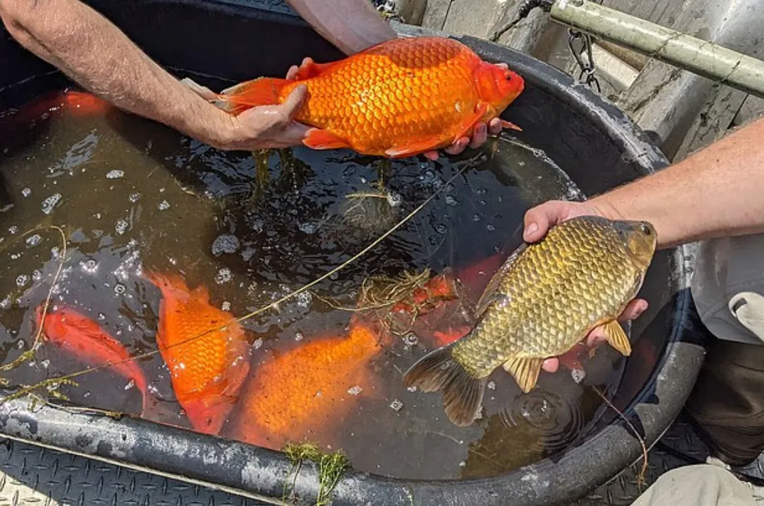 thumbnail - 미국 미네소타주 미니애폴리스의 코넬리아 호수에서 건진 돌연변이 금붕어