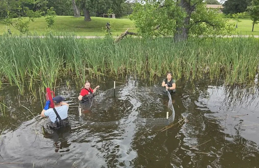 thumbnail - 미국 미네소타주 미니애폴리스의 코넬리아 호수에서 돌연변이 물고기를 건지는 사람들