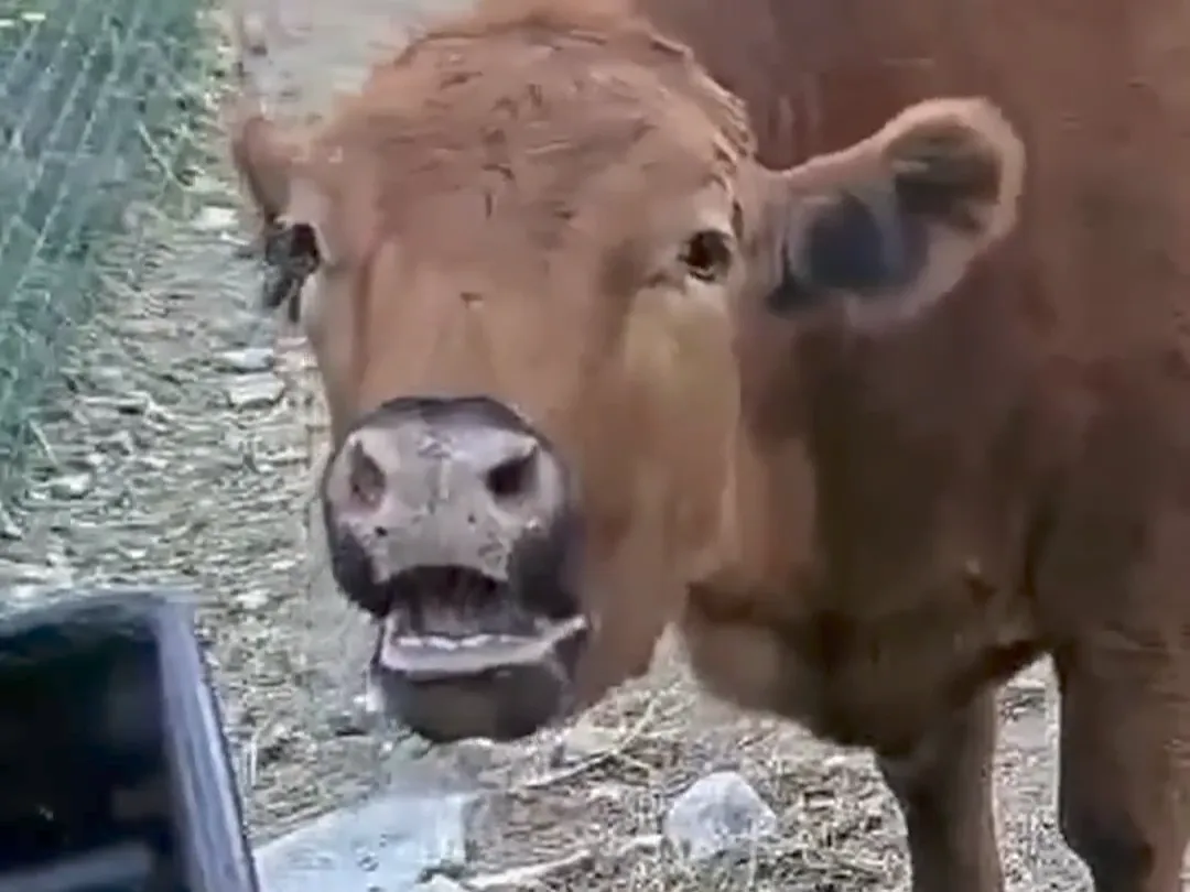 thumbnail - 엑스 캡처