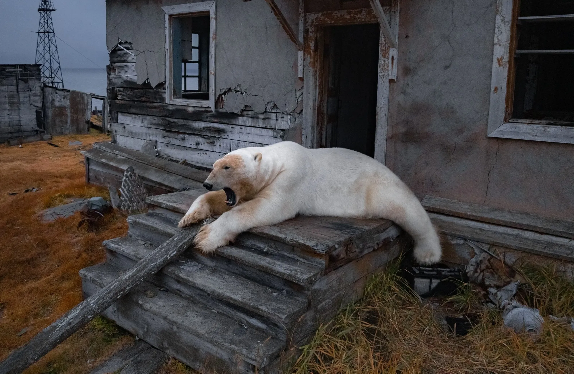 thumbnail - 러시아 극지 기상관측소의 집 앞에서 하품하는 북극곰 모습. AP 연합뉴스