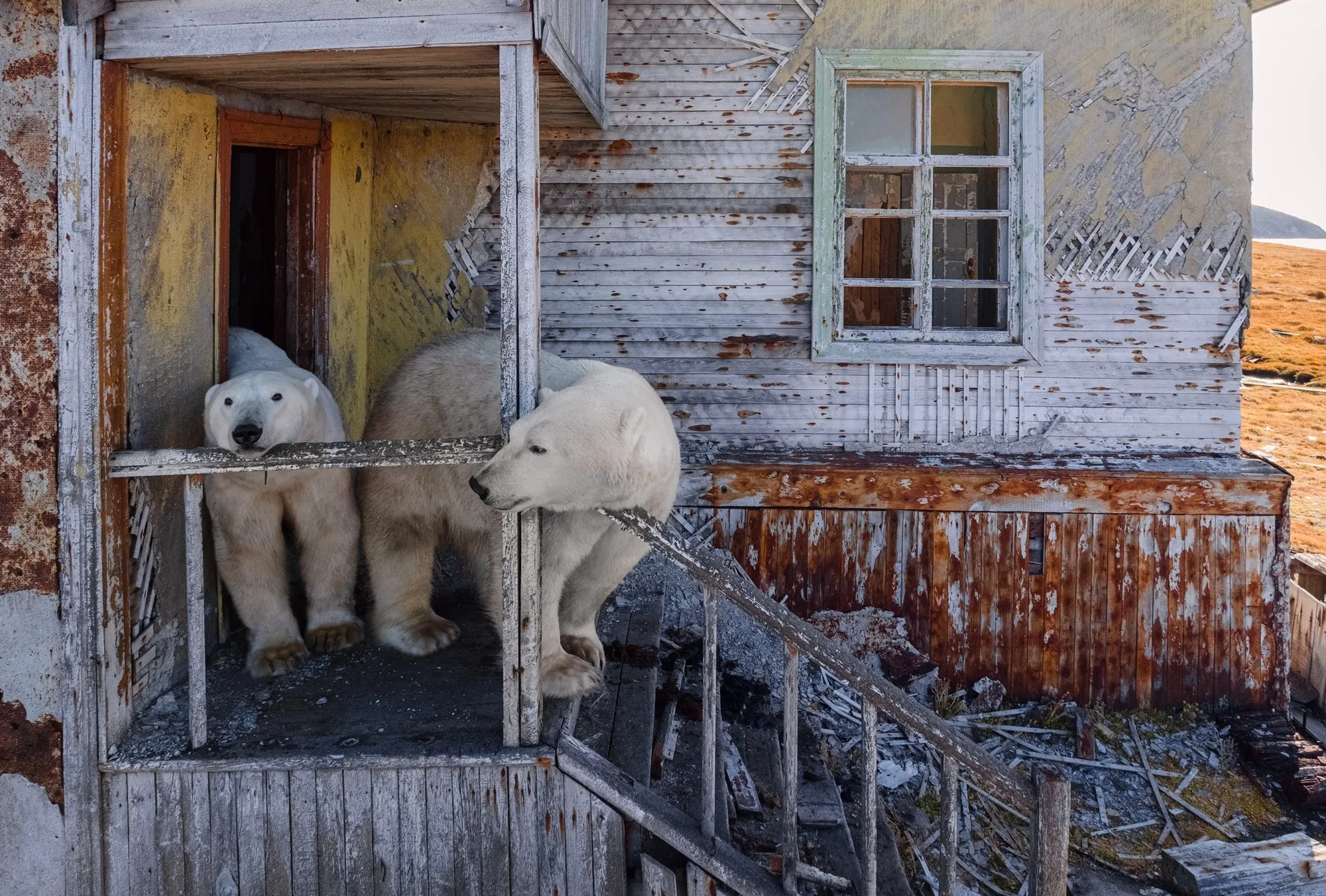 thumbnail - 러시아 극지 기상관측소 건물에서 나오는 북극곰들 모습. AP 연합뉴스