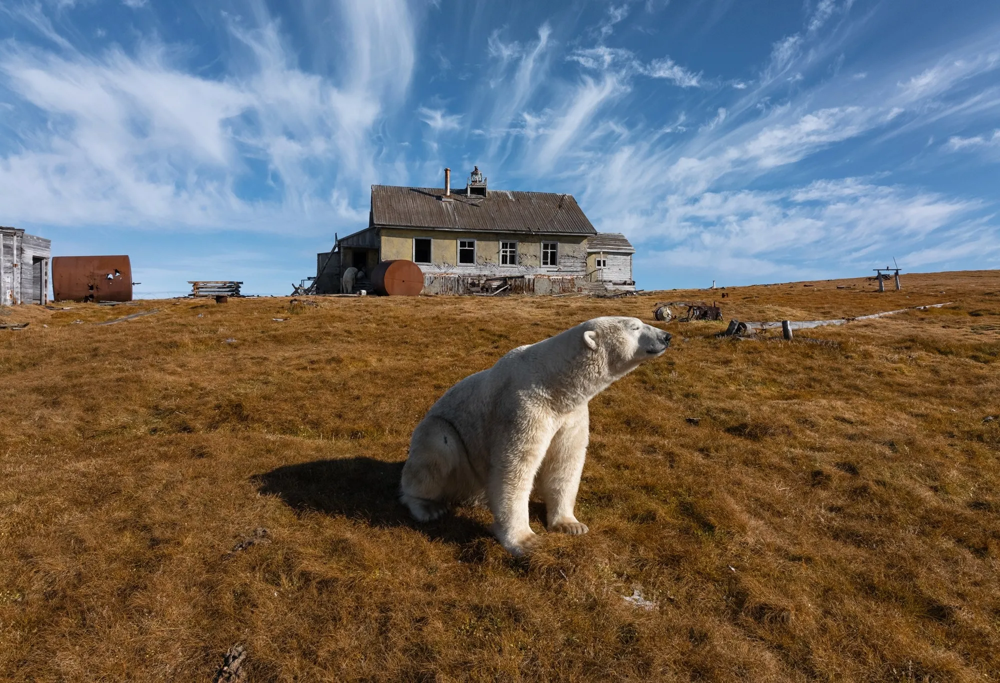 thumbnail - 러시아 극지 기상관측소에 사는 북극곰 모습. AP 연합뉴스