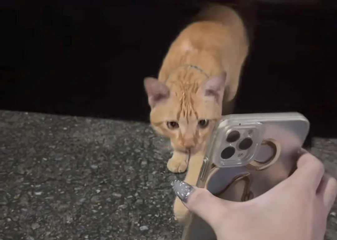 thumbnail - 틱톡 jen_na1995 캡처