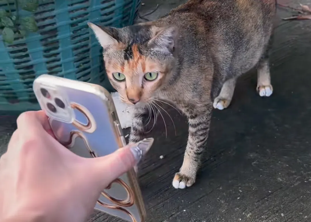 thumbnail - 틱톡 캡처