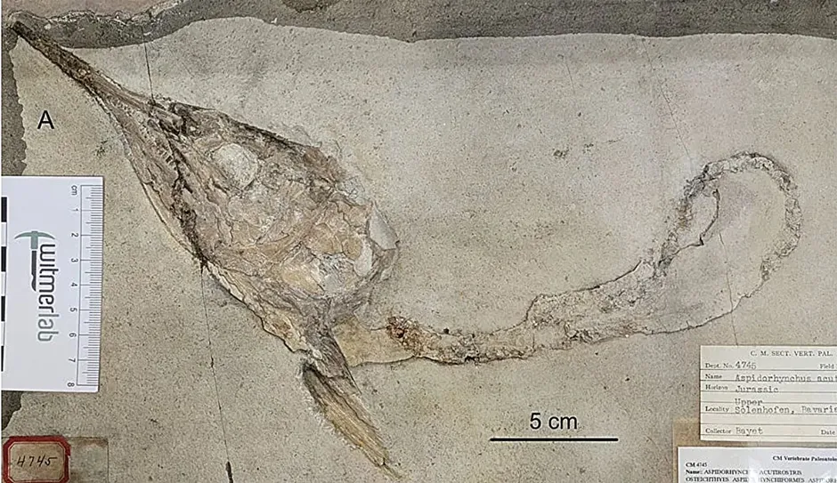 thumbnail - 머리 부분과 위장 일부만 남은 아스피도린쿠스. Credit: A: A. McAfee and B: M. Ebert in Ebert and Kölbl-Ebert