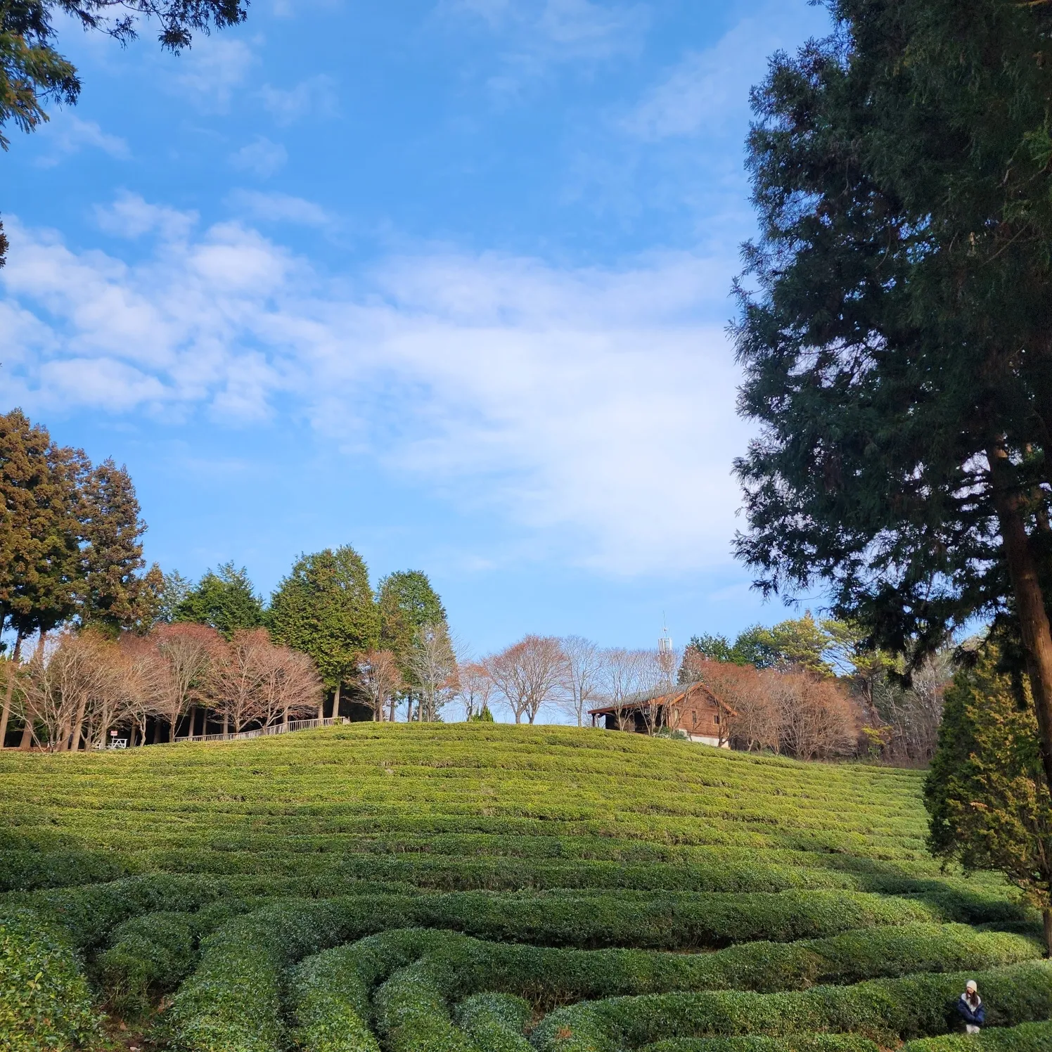 thumbnail - 푸른 하늘 아래 펼쳐진 녹차밭. 차나무가 만들어낸 선과 색감이 자연의 리듬을 그대로 전한다. 김희중 칼럼니스트 iong5636@naver.com