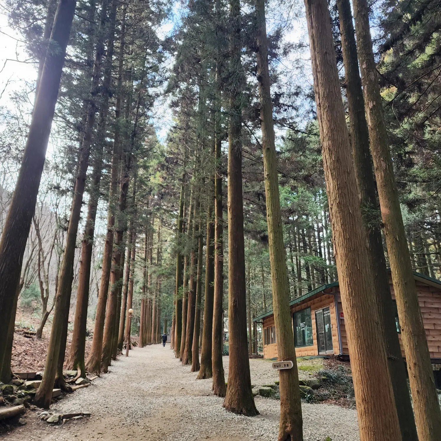 thumbnail - 대한다원 입구를 따라 늘어선 삼나무 숲길. 차나무를 바닷바람으로부터 보호하기 위해 조성된 방풍림이다. 김희중 칼럼니스트 iong5636@naver.com