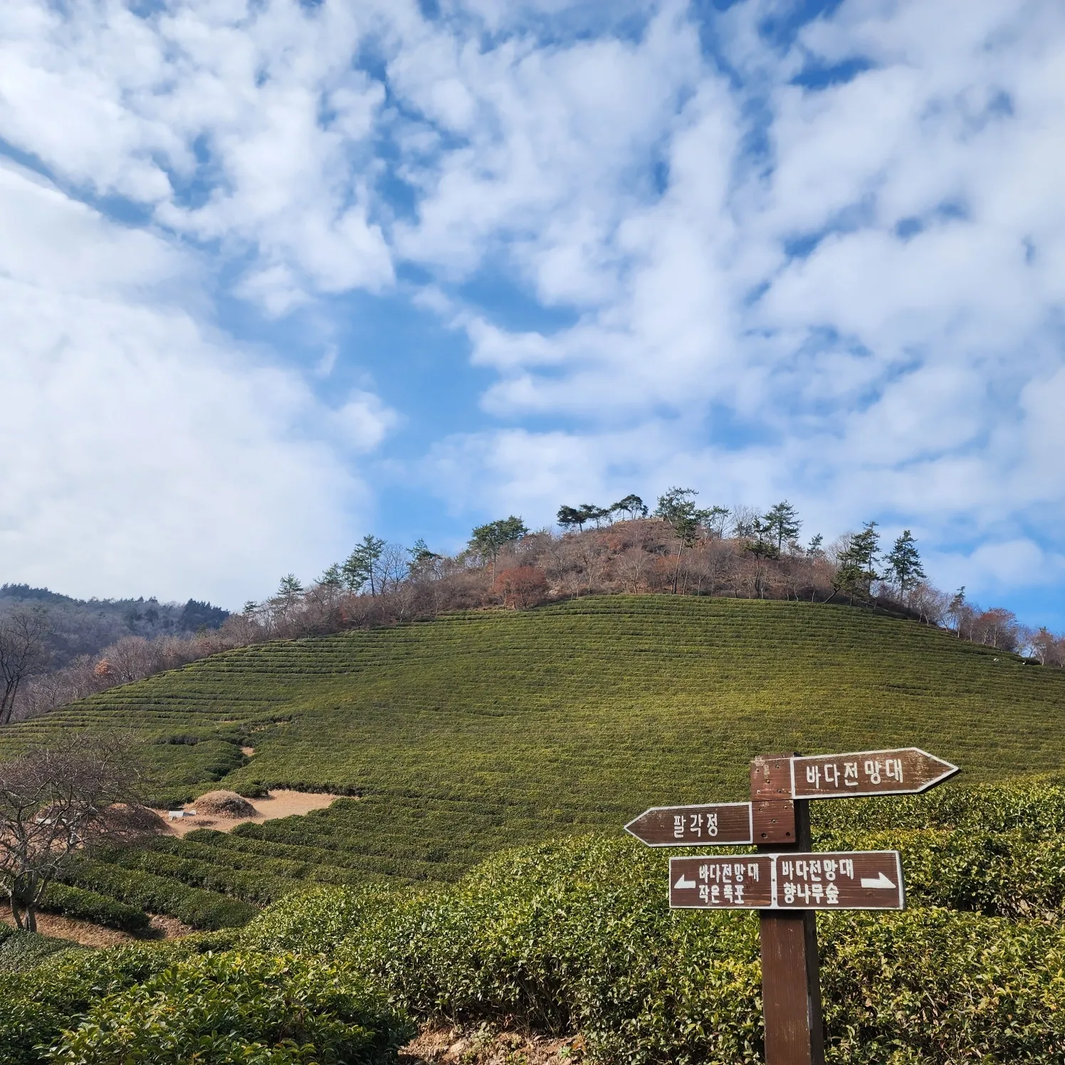 thumbnail - 바다전망대와 팔각정으로 이어지는 길목에서 바라본 대한다원의 차밭. 걷는 방향마다 다른 풍경이 펼쳐진다. 김희중 칼럼니스트 iong5636@naver.com