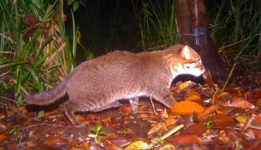 thumbnail - 카메라에 포착된 납작머리살쾡이. DNP 제공