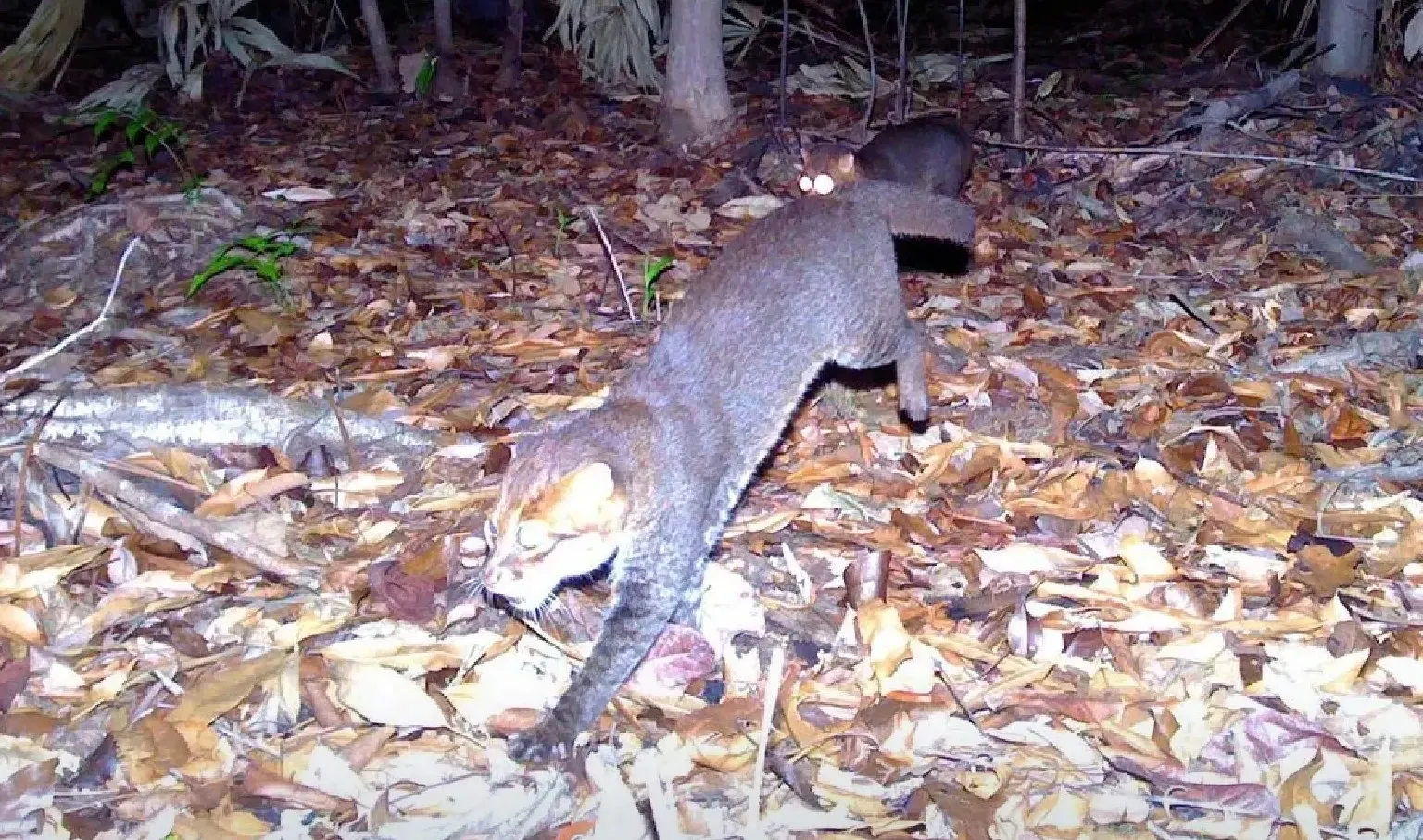 thumbnail - 카메라에 포착된 납작머리살쾡이. DNP 제공