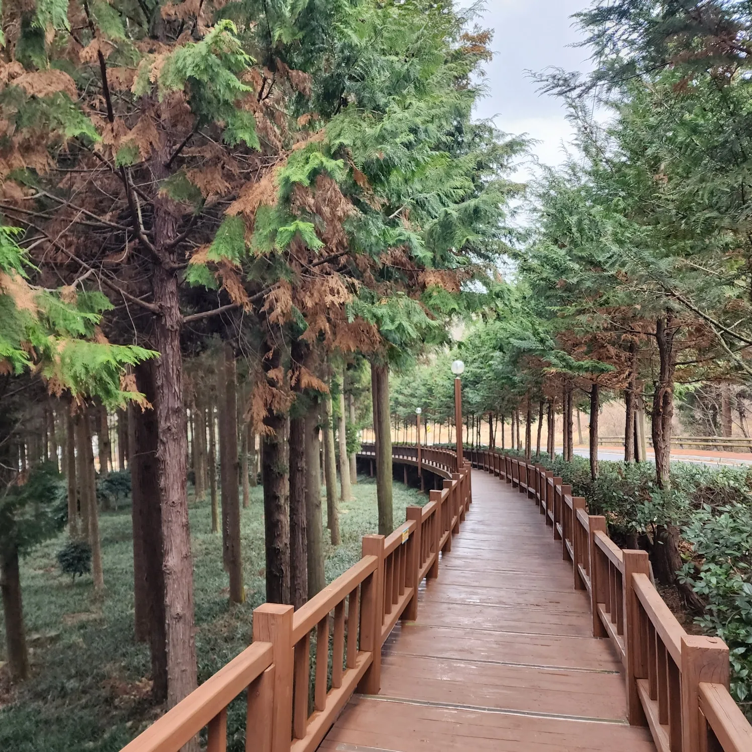 thumbnail - 장흥 우드랜드 산책길