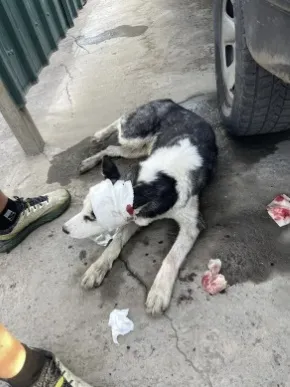 thumbnail - 교통사고를 당한 유기견 벨. 디킨은 벨의 치료에 힘쓴 뒤 이 개와 함께 도보여행을 하고 있다. VN익스프레스 캡처