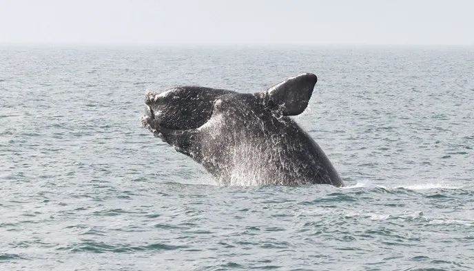 thumbnail - 북대서양참고래(North Atlantic right whale). NOAA 제공