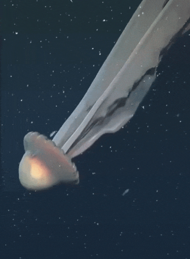 thumbnail - 거대 유령 해파리가 헤엄치는 모습. 슈미트 해양 연구소 제공