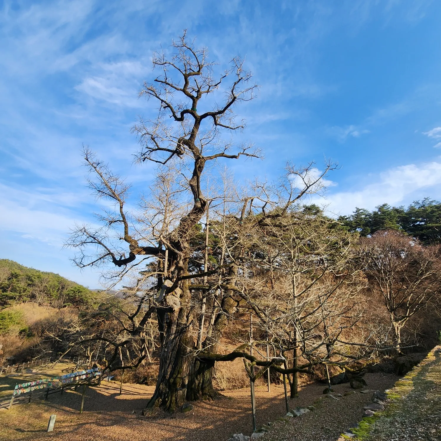 thumbnail - 천태산 자락 영국사 은행나무