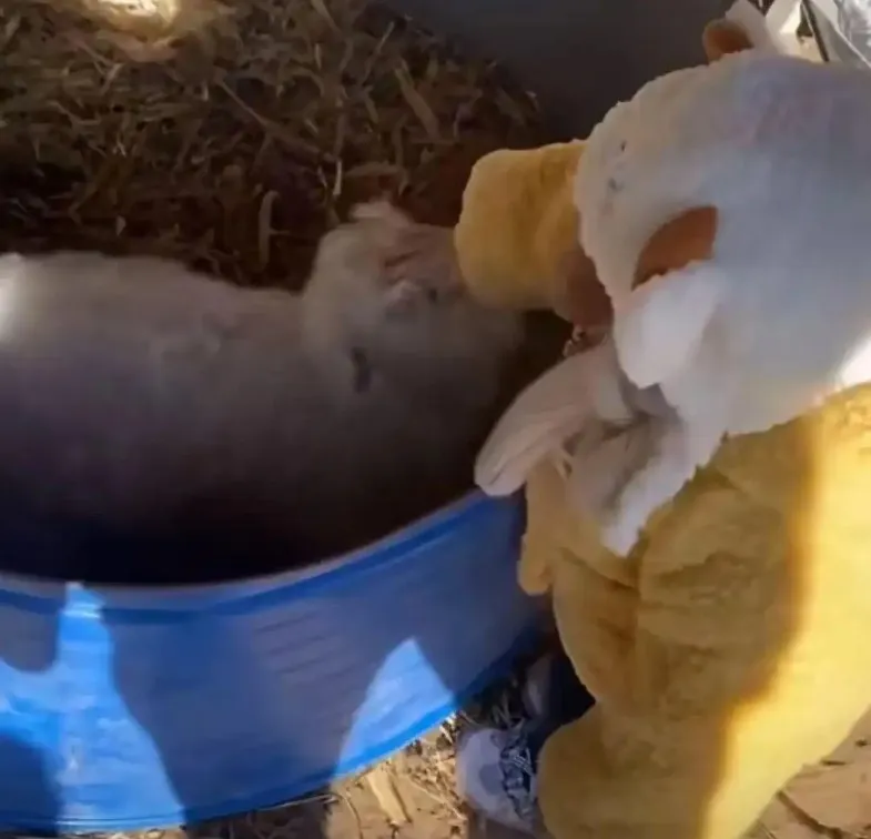 thumbnail - 아이들이 다가가면 온순하게 변하는 양이 ‘연기 천재’로 화제가 되고 있다. 지무신문 캡처