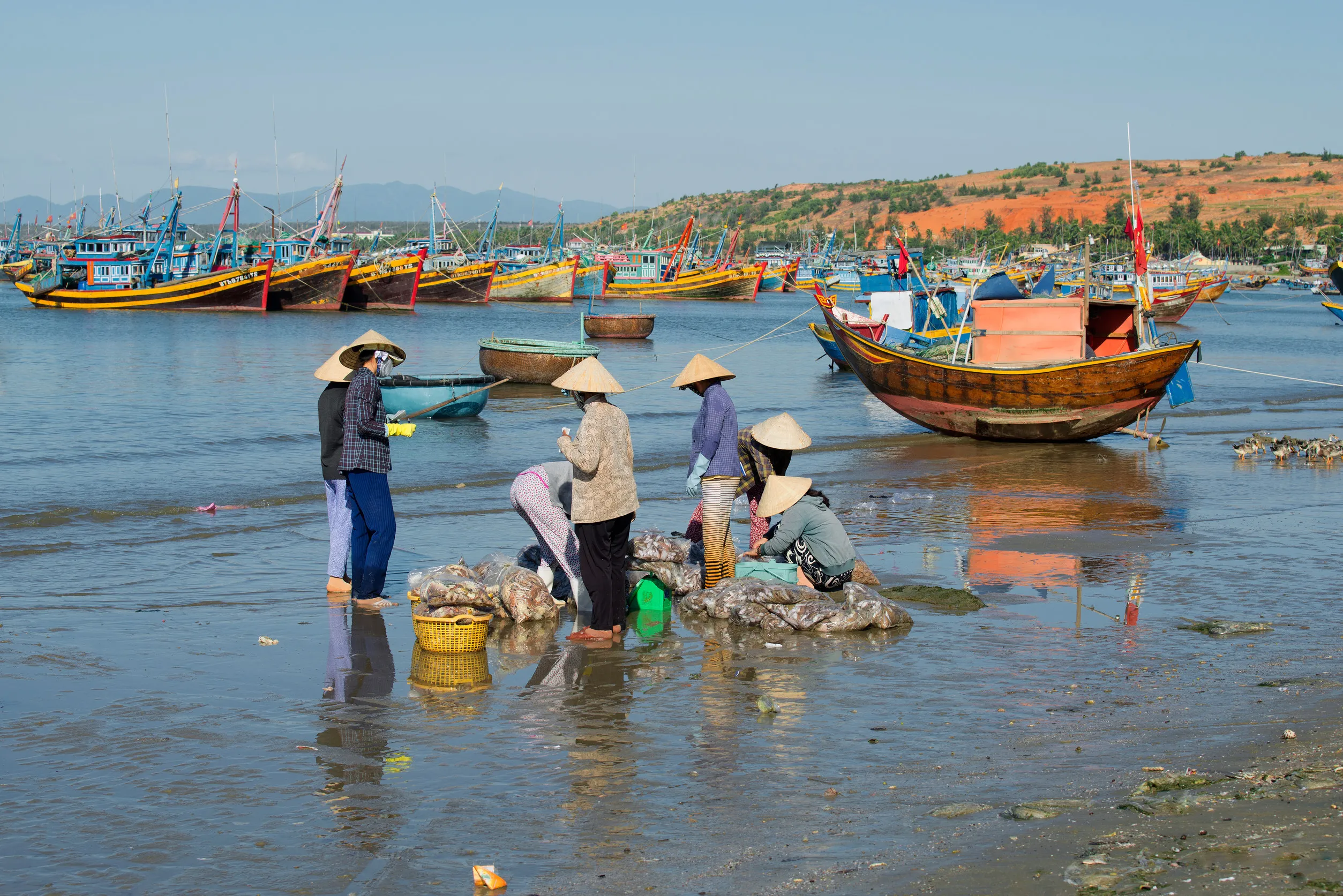 thumbnail - 베트남 무이네 어촌에서 어민들이 갓 잡은 해산물을 분류하고 있다. 전통 어업 풍경이 남아 있는 해안 도시다. 123Rrf