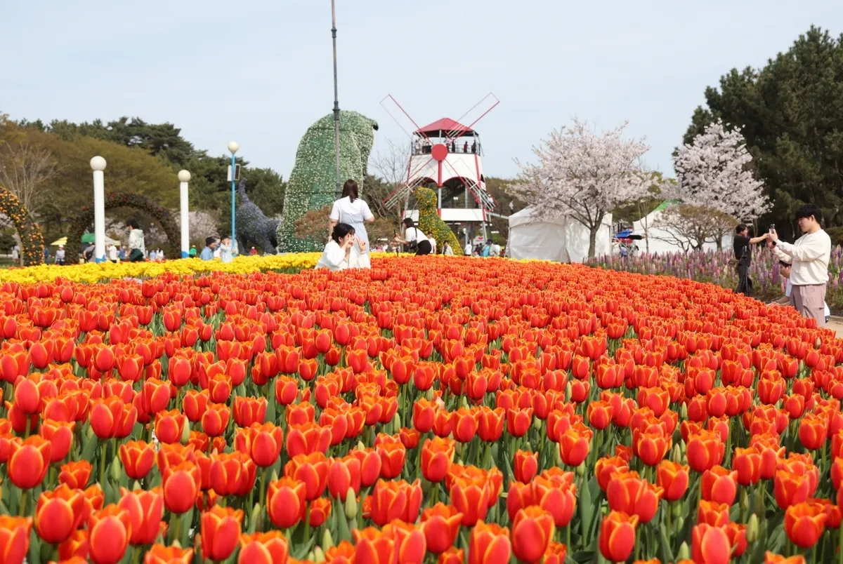 thumbnail - 2024년 충남 태안에서 열린 세계튤립꽃박람회에서 형형색색의 튤립이 만개해 방문객들의 발길을 끌고 있다. 태안군 제공