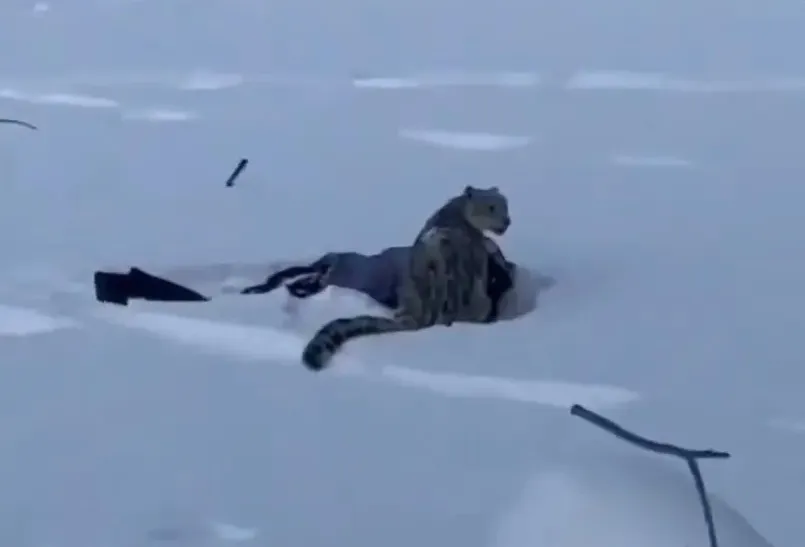 thumbnail - 설표 접근 사고 당시 설원 위에 모습을 드러낸 설표와 부상한 스키장 방문객의 모습. 엑스(X) 영상 캡처