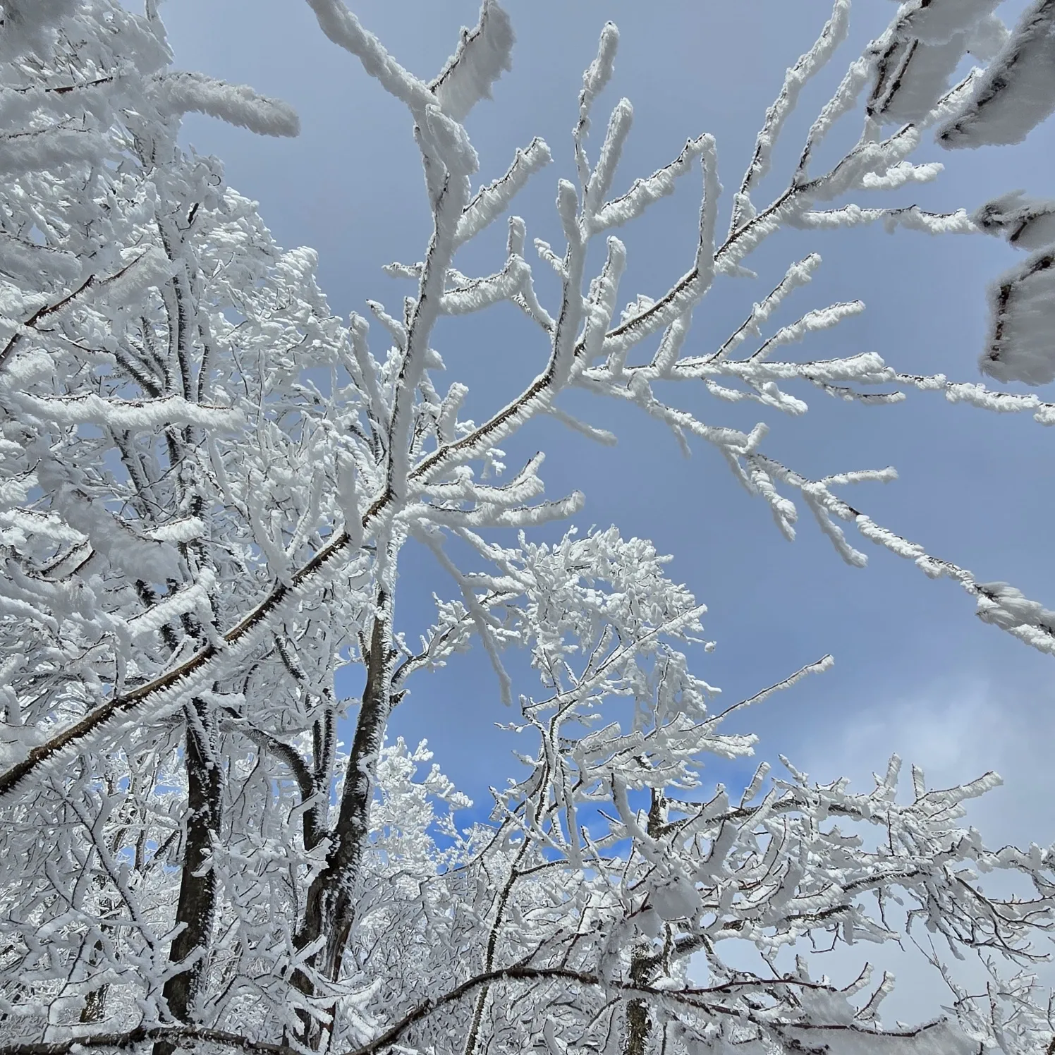 thumbnail - 가지산의 눈꽃 모습