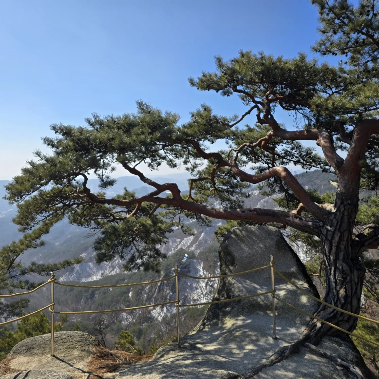 thumbnail - 용화산 만장봉의 암릉 소나무