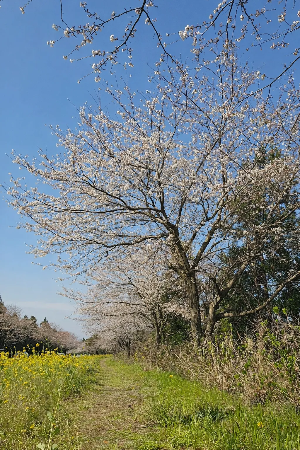 thumbnail - 녹산로의 벚꽃