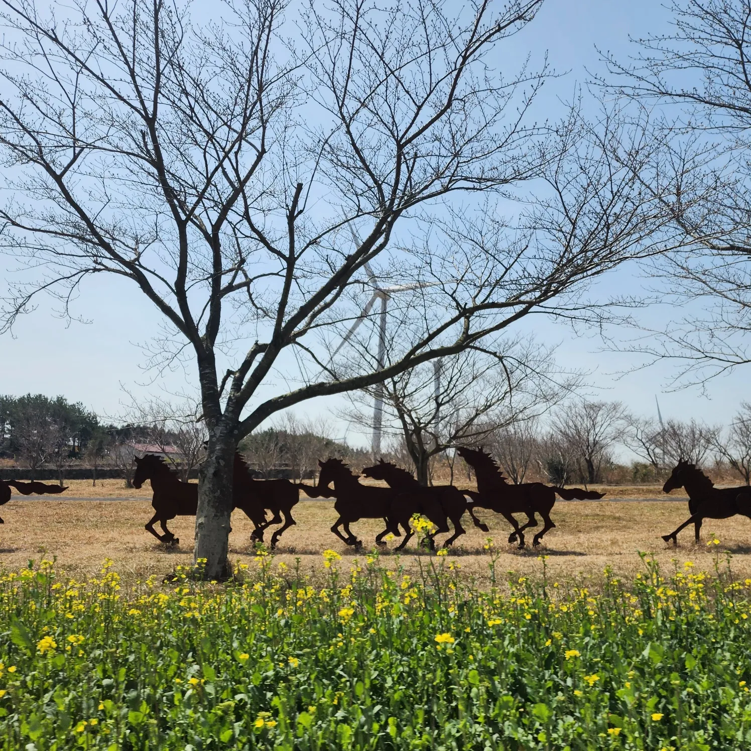 thumbnail - 녹산로의 유채꽃밭과 말 조형물