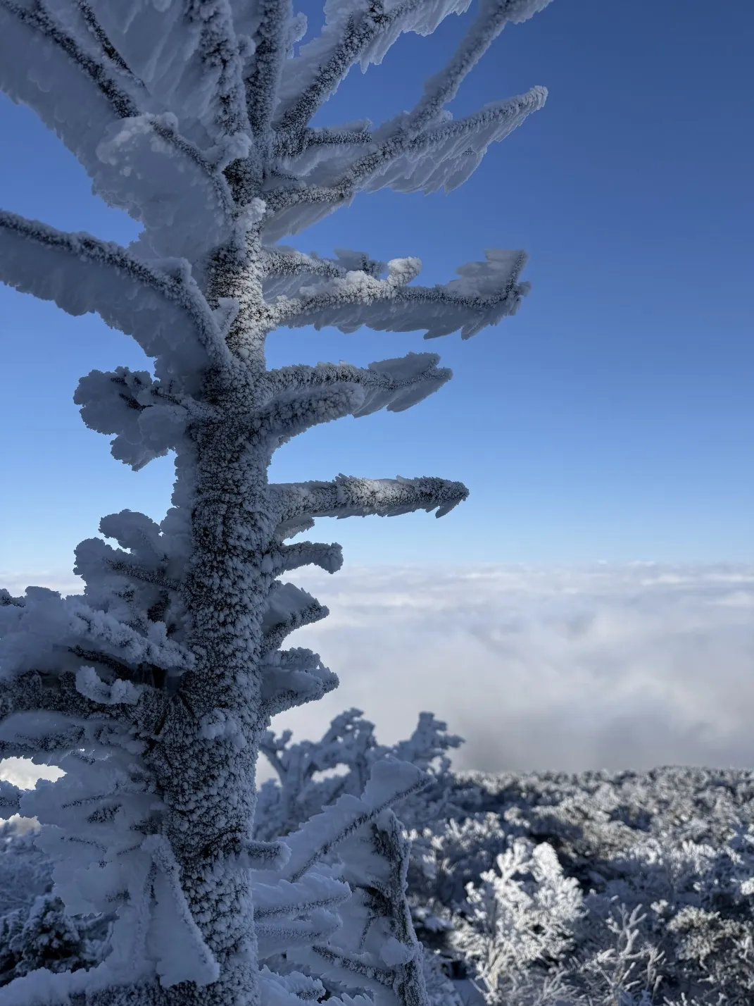 thumbnail - 한라산 상고대 모습