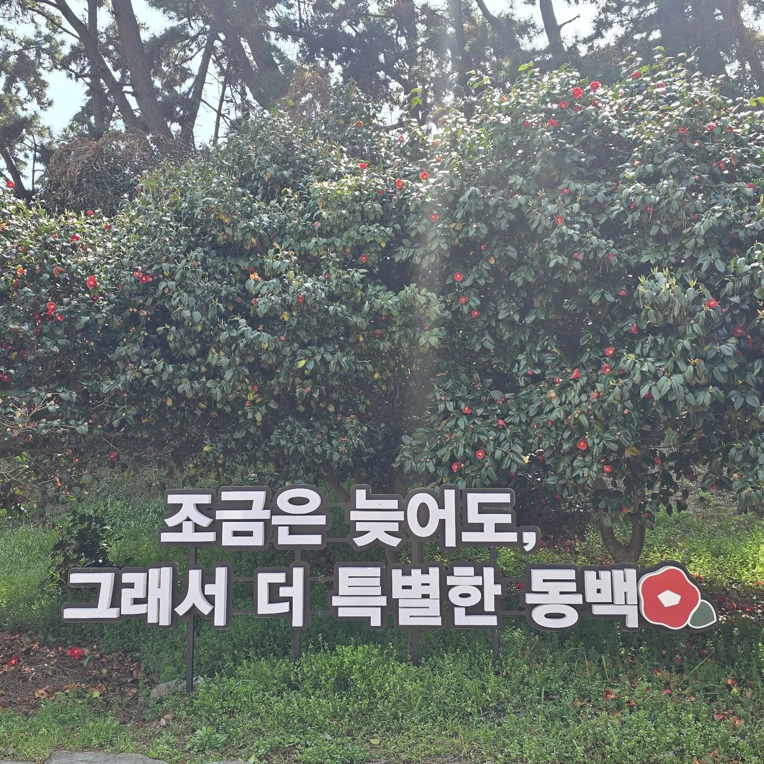 thumbnail - 마량리 동백나무숲길 풍경