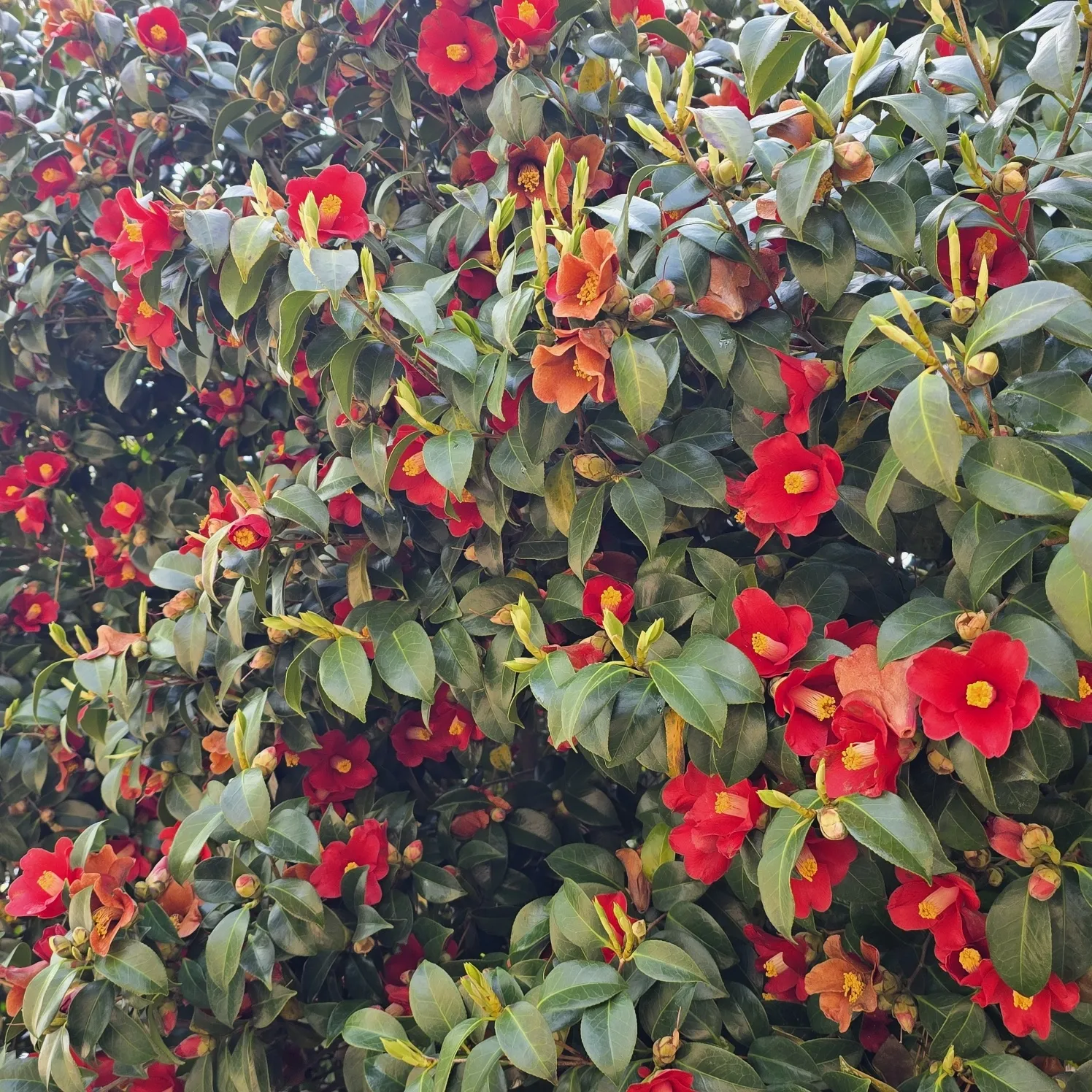 thumbnail - 만개한 동백꽃